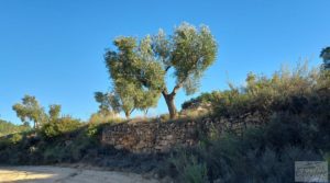 Vendemos Olivar junto al río Matarraña en Mazaleón. con buen acceso