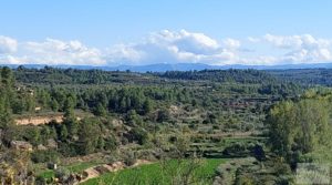 Olivar junto al río Matarraña en Mazaleón. a buen precio con buen acceso