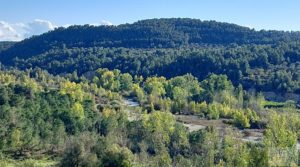 Olivar junto al río Matarraña en Mazaleón. en venta con buen acceso por 12.000€