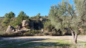 Olivar junto al río Matarraña en Mazaleón. para vender con buen acceso por 12.000€