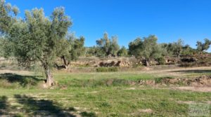 Se vende Olivar junto al río Matarraña en Mazaleón. con buen acceso