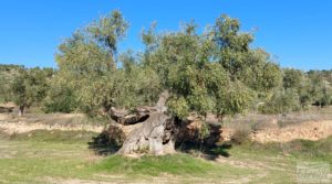 Foto de Olivar junto al río Matarraña en Mazaleón. en venta con buen acceso