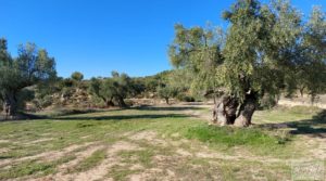 Olivar junto al río Matarraña en Mazaleón. para vender con buen acceso