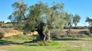 Olivar junto al río Matarraña en Mazaleón. para vender con buen acceso por 12.000€