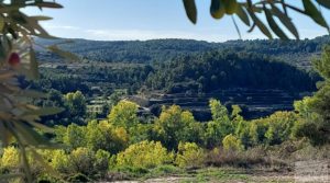 Foto de Olivar junto al río Matarraña en Mazaleón. con buen acceso