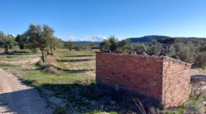 Olivar junto al río Matarraña en Mazaleón. en venta con buen acceso por 12.000€