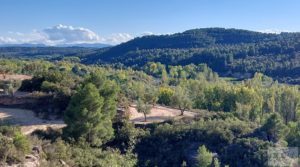 Se vende Olivar junto al río Matarraña en Mazaleón. con buen acceso