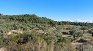 Olivar junto al río Matarraña en Mazaleón. a buen precio con buen acceso por 12.000€