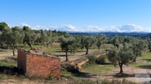 Olivar junto al río Matarraña en Mazaleón. en venta con buen acceso por 12.000€