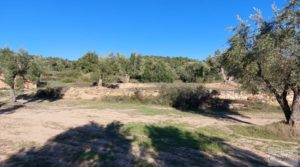 Foto de Olivar junto al río Matarraña en Mazaleón. en venta con buen acceso