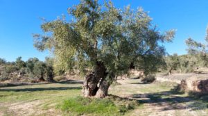 Olivar junto al río Matarraña en Mazaleón.