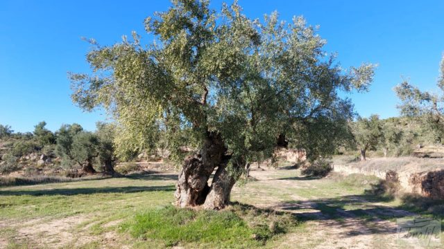 Olivar junto al río Matarraña en Mazaleón.