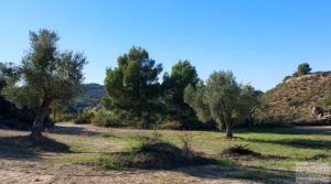 Se vende Olivar junto al río Matarraña en Mazaleón. con buen acceso por 12.000€