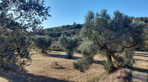 Finca con masía en Maella. a buen precio con cisterna de agua de lluvia