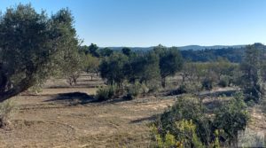 Finca con masía en Maella. para vender con cisterna de agua de lluvia