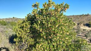 Foto de Finca con masía en Maella. con cisterna de agua de lluvia por 17.000€