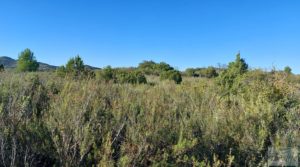 Se vende Finca con masía en Maella. con cisterna de agua de lluvia