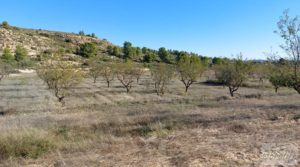 Finca con masía en Maella. en venta con cisterna de agua de lluvia por 17.000€