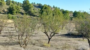 Foto de Finca con masía en Maella. con cisterna de agua de lluvia por 17.000€