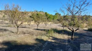 Finca con masía en Maella. para vender con cisterna de agua de lluvia por 17.000€