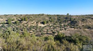 Finca con masía en Maella. a buen precio con cisterna de agua de lluvia por 17.000€