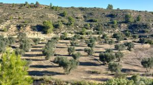 Vendemos Finca con masía en Maella. con cisterna de agua de lluvia por 17.000€