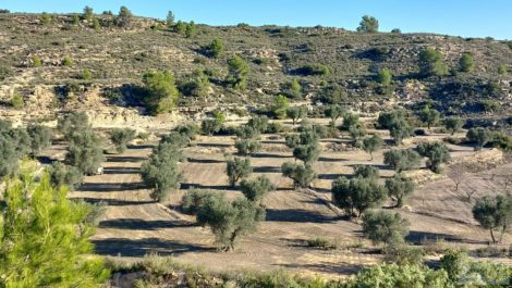 Finca con masía en Maella.