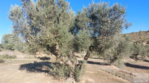 Finca con masía en Maella. a buen precio con cisterna de agua de lluvia por 17.000€