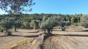 Finca con masía en Maella. para vender con cisterna de agua de lluvia