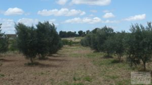 Se vende Masía y olivar en Batea con chimenea