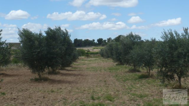 Masía y olivar en Batea