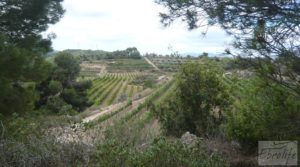 Masía y olivar en Batea a buen precio con deposito de agua