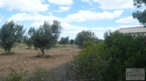 Detalle de Masía y olivar en Batea con chimenea