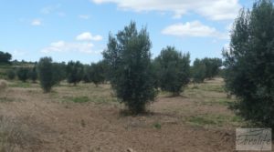 Vendemos Masía y olivar en Batea con deposito de agua por 22.000€