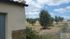 Masía y olivar en Batea a buen precio con chimenea por 22.000€