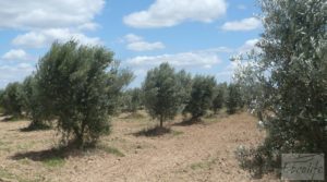 Masía y olivar en Batea en oferta con chimenea