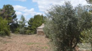 Masía y olivar en Batea para vender con deposito de agua por 22.000€