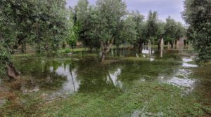 Se vende Finca rústica en zona rural de Fabara con puerta de seguridad