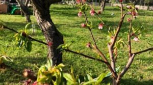 Vendemos Finca rústica en zona rural de Fabara con puerta de seguridad