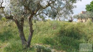 Foto de Casa de piedra en Caspe en venta con olivos por 28.000€