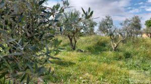 Casa de piedra en Caspe en venta con olivos