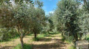 Foto de Casa de piedra en Caspe en venta con frutales