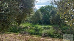 Se vende Casa de piedra en Caspe con frutales