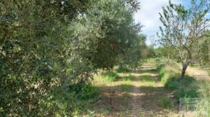 Casa de piedra en Caspe en venta con almendros por 28.000€