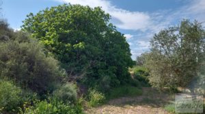 Casa de piedra en Caspe en venta con frutales por 28.000€