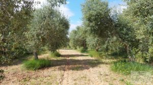 Casa de piedra en Caspe para vender con frutales