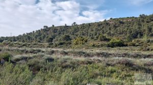 Gran finca con masía cerca del embalse. en venta