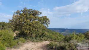 Se vende Gran masía tradicional en Fuentespalda. con buen acceso