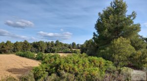 Detalle de Finca en Cretas. con buenos accesos