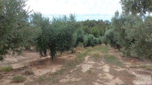 Finca de olivos de regadío a goteo en Caspe. a buen precio con regadío